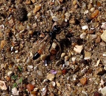 Chattowood and its insects: the first four years