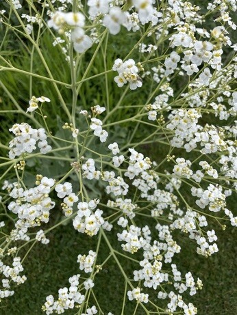 Weekly catch up with gardens & propagation