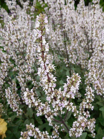 Nepeta (Catmint)- how to grow and care for