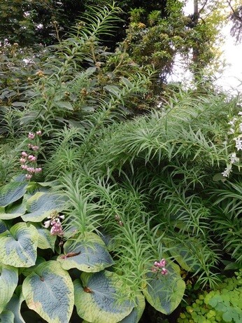 Team Chatto's favourite plants - part 2 Team Chatto's favourite plants - part 2