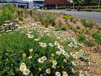 Planting on the Albert roundabout
