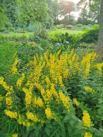 Weekly catch up with garden & propagation