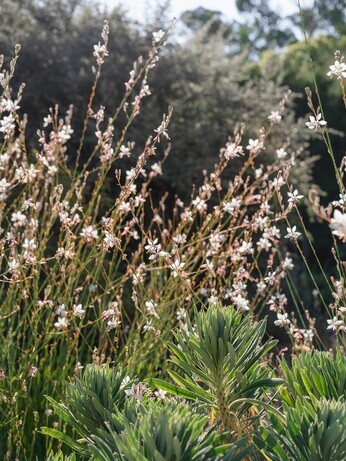 Plants that have stood up to the summer - Gravel Garden