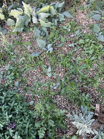 Weekly catch up with garden and propagation Weekly catch up with garden and propagation