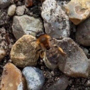 Wild Words from the Ground  February & March