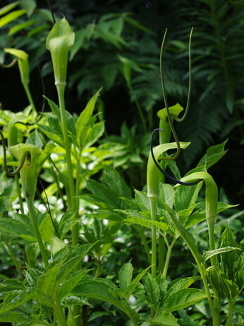 Top 10 unusual plants for a shady area