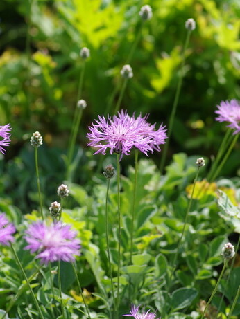 Plants that have stood up to the summer - Reservoir Garden