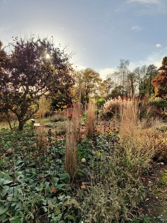 My Year as a Trainee at Beth Chatto Plants & Gardens
