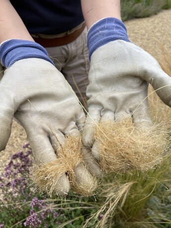 Weekly catch up with garden & propagation