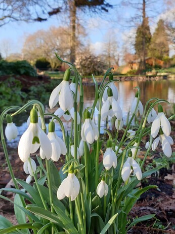 Top10 Early Spring Plants - Beth Chatto's Plants & Gardens