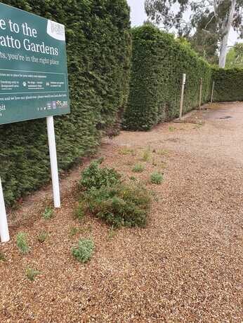 A new area of drought tolerant planting at the garden entrance
