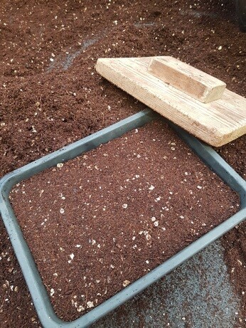 Weekly catch up with garden & propagation