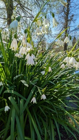 Weekly catch up with garden & propagation Weekly catch up with garden & propagation