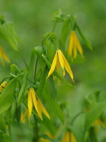 Weekly catch up with gardens & propagation