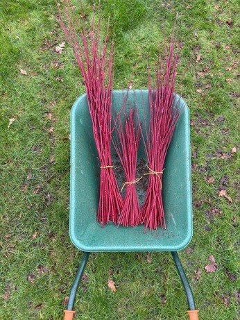 Weekly catch up with garden & propagation