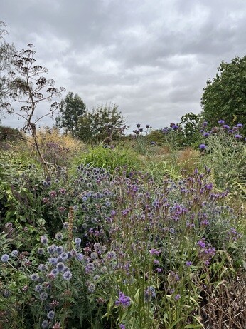 Weekly catchup with garden and propagation