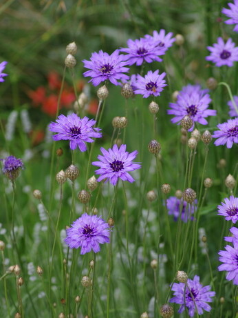 Weekly catch up with garden & propagation