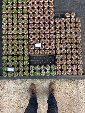 Weekly catch up with garden & propagation