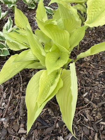 How to grow and get the best from your hostas