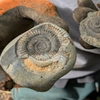 Wild Words from the Ground - October Wild Words from the Ground - October