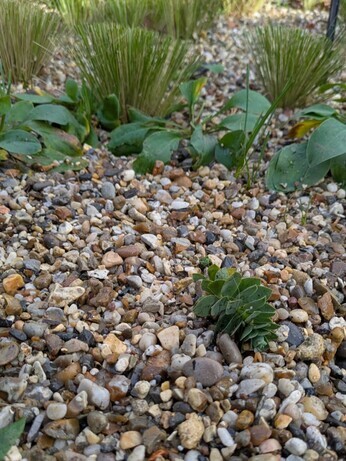 Weekly catch up with garden & propagation