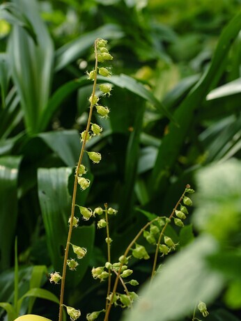 Weekly catch up with gardens & propagation