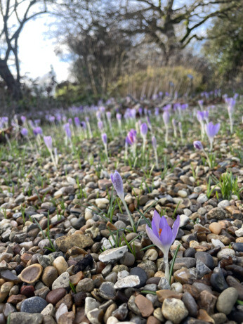 Weekly catch up with garden & propagation