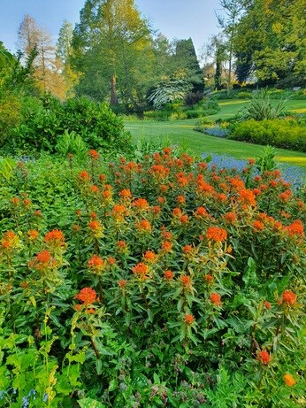 Luminous euphorbias and the fabulous Great Dixter Spring Plant Fair Luminous euphorbias and the fabulous Great Dixter Spring Plant Fair