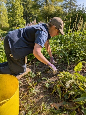 Weekly catch up with gardens & propagation