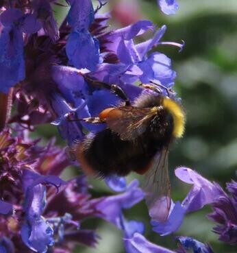 Chattowood and its insects: the first four years