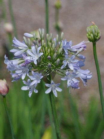 Weekly catch up with garden & propagation
