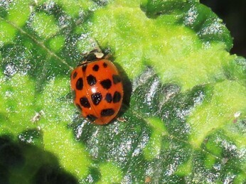 Wildlife at the heart of the City:  the Beth Chatto Meanwhile Garden   