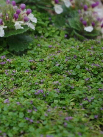 Gardening Dilemmas - Part 2 Gardening Dilemmas - Part 2