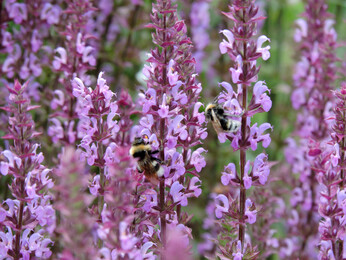 Planting at Chattowood Housing Development