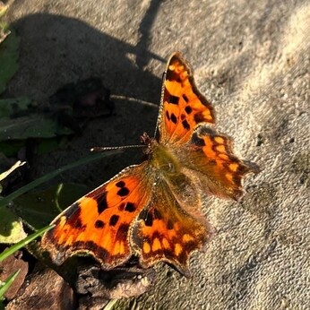 Wild Words from the Ground - December/January