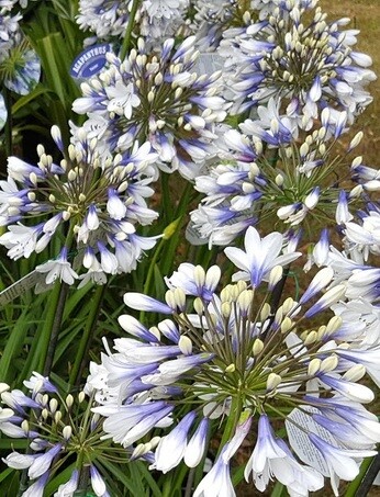 Team Chatto's favourite plants - part 2 Team Chatto's favourite plants - part 2