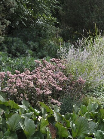 Weekly catch up with garden & propagation