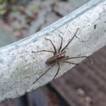 Wild Words from the Ground - November