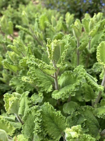 Weekly catch up with garden & propagation Weekly catch up with garden & propagation