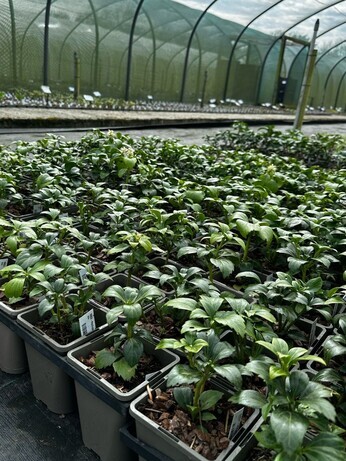 Weekly catch up with gardens & propagation
