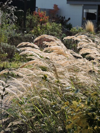 Sensational Seedheads