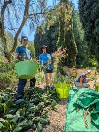 Weekly catch up with garden and propagation Weekly catch up with garden and propagation