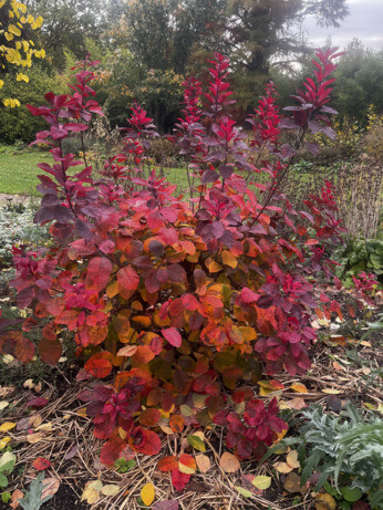 Weekly catch up with garden & propagation Weekly catch up with garden & propagation