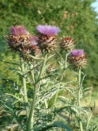 Team Chatto's favourite plants - part 2 Team Chatto's favourite plants - part 2