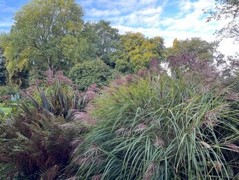 Ornamental Grasses for Autumnal Interest