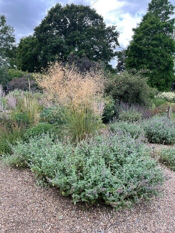Weekly catch up with garden and propagation