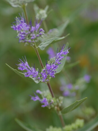 Plant profile - caryopteris Plant profile - caryopteris