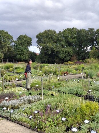 Weekly catch up with garden & propagation