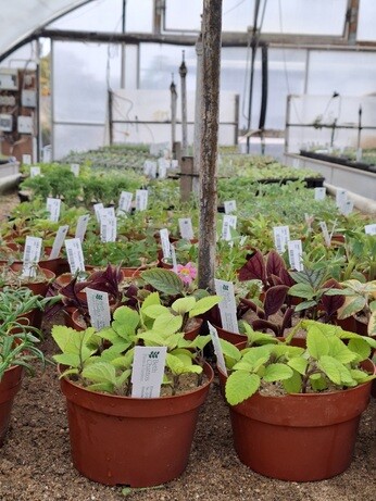 Weekly catch up with garden & propagation