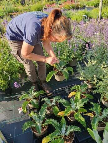 Carol Klein's Iconic Horticultural Hero garden at Hampton Court